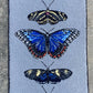 5 Butterfly Rug