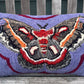 Tufted Cercropia Moth Pillow